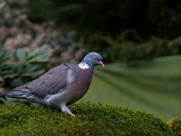 Houtduif  Houtduif te Garderen : Columba palumbus