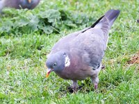 Columba palumbus 36, Houtduif, Saxifraga-Bart Vastenhouw