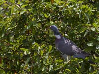 Columba palumbus 39, Houtduif, Saxifraga-Jan Nijendijk