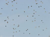 Columba palumbus 76, Houtduif, Saxifraga-Tom Heijnen