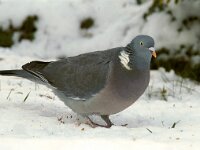 Columba palumbus 9, Houtduif, Saxifraga-Piet Munsterman