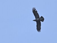 Corvus corax 21, Raaf, Saxifraga-Tom Heijnen