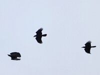 Corvus corax 25, Raaf, juveniles, Saxifraga-Mark Zekhuis