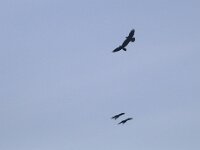 Corvus corax 34, Raaf, Saxifraga-Mark Zekhuis