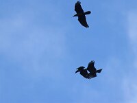 Corvus corax 47, Raaf, juveniles, Saxifraga-Mark Zekhuis