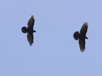 Raaf; Raven  Raaf; Raven : Canada, Corvus corax, Port Hardy, Vancouver Island, aaseter, big, black, flight, flight image, flying, groot, kraaiachtige, paar, pair, raaf, raven, scavenger, songbird, summer, twee, two, vliegbeeld, vliegen, vlucht, zangvogel, zomer, zwart