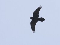 Raaf; Raven  Raaf; Raven : Canada, Corvus corax, Port Hardy, Vancouver Island, aaseter, big, black, flight, flight image, flying, groot, kraaiachtige, raaf, raven, scavenger, songbird, summer, vliegbeeld, vliegen, vlucht, zangvogel, zomer, zwart