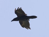 Raaf; Raven  Raaf; Raven : Canada, Corvus corax, Port Hardy, Vancouver Island, aaseter, big, black, flight, flight image, flying, groot, kraaiachtige, raaf, raven, scavenger, songbird, summer, vliegbeeld, vliegen, vlucht, zangvogel, zomer, zwart