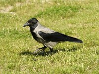 Corvus cornix 13, Bonte kraai, Saxifraga-Jan van der Straaten