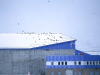 Corvus cornix 17, Bonte kraai, Saxifraga-Bart Vastenhouw