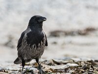 Corvus cornix 22, Bonte kraai, adult, Saxifraga-Theo Verstrael