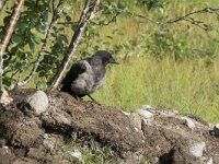 Corvus cornix 47, Bonte kraai, Saxifraga-Willem van Kruijsbergen