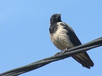 Corvus cornix 48, Bonte kraai, adult, Saxifraga-Theo Verstrael