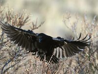 Corvus corone 12, Zwarte kraai, Saxifraga-Piet Munsterman