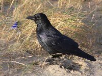 Corvus corone 21, Zwarte kraai, Saxifraga-Bart Vastenhouw