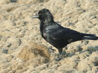 Corvus corone 3, Zwarte kraai, Saxifraga-Jan van der Straaten