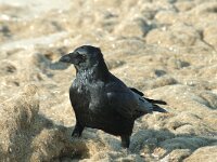 Corvus corone 4, Zwarte kraai, Saxifraga-Jan van der Straaten