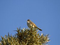 Curruca communis 14, Grasmus, Saxifraga-Dirk Hilbers