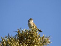 Curruca communis 16, Grasmus, Saxifraga-Dirk Hilbers