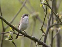 Curruca curruca 25, Braamsluiper, Saxifraga-Luc Hoogenstein
