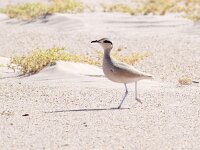 Cursorius cursor 11, Renvogel, Saxifraga-Bart Vastenhouw