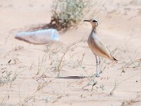 Cursorius cursor 4, Renvogel, Saxifraga-Bart Vastenhouw
