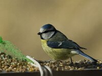 Cyanistes caeruleus 10, Pimpelmees, Saxifraga-Jan van der Straaten