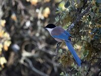 Cyanopica cooki 10, Blauwe ekster, Saxifraga-Bart Vastenhouw