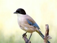 Cyanopica cooki 12, Blauwe ekster, Saxifraga-Bart Vastenhouw