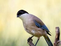 Cyanopica cooki 13, Blauwe ekster, Saxifraga-Bart Vastenhouw