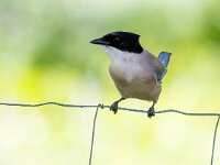 Cyanopica cooki 14, Blauwe ekster, Saxifraga-Bart Vastenhouw