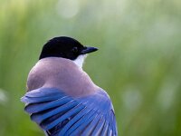 Cyanopica cooki 15, Blauwe ekster, Saxifraga-Bart Vastenhouw