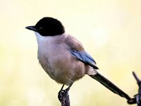 Cyanopica cooki 17, Blauwe ekster, Saxifraga-Bart Vastenhouw