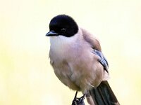 Cyanopica cooki 18, Blauwe ekster, Saxifraga-Bart Vastenhouw