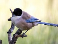 Cyanopica cooki 19, Blauwe ekster, Saxifraga-Bart Vastenhouw