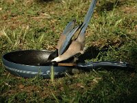 Cyanopica cooki 2, Blauwe ekster, Saxifraga-Jan van der Straaten