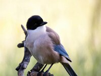 Cyanopica cooki 20, Blauwe ekster, Saxifraga-Bart Vastenhouw