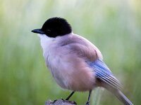 Cyanopica cooki 23, Blauwe ekster, Saxifraga-Bart Vastenhouw