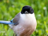 Cyanopica cooki 24, Blauwe ekster, Saxifraga-Bart Vastenhouw