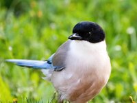 Cyanopica cooki 25, Blauwe ekster, Saxifraga-Bart Vastenhouw