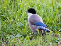 Cyanopica cooki 26, Blauwe ekster, Saxifraga-Bart Vastenhouw