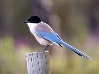 Cyanopica cooki 27, Blauwe ekster, Saxifraga-Bart Vastenhouw
