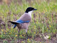 Cyanopica cooki 29, Blauwe ekster, Saxifraga-Bart Vastenhouw