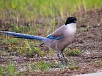 Cyanopica cooki 30, Blauwe ekster, Saxifraga-Bart Vastenhouw