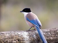 Cyanopica cooki 31, Blauwe ekster, Saxifraga-Bart Vastenhouw