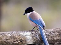 Cyanopica cooki 32, Blauwe ekster, Saxifraga-Bart Vastenhouw