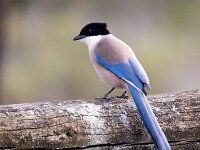 Cyanopica cooki 33, Blauwe ekster, Saxifraga-Bart Vastenhouw