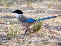 Cyanopica cooki 34, Blauwe ekster, Saxifraga-Bart Vastenhouw