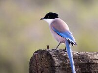 Cyanopica cooki 35, Blauwe ekster, Saxifraga-Bart Vastenhouw