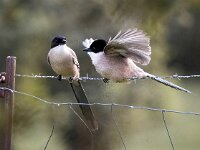 Cyanopica cooki 36, Blauwe ekster, Saxifraga-Bart Vastenhouw